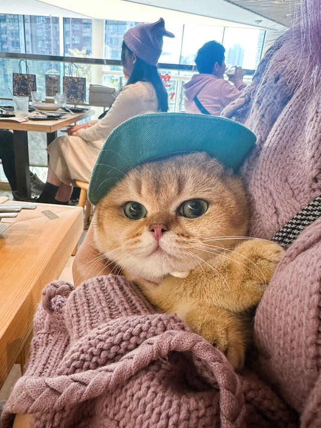 🐱🐶寵物友善日式餐廳-「TERA寺」