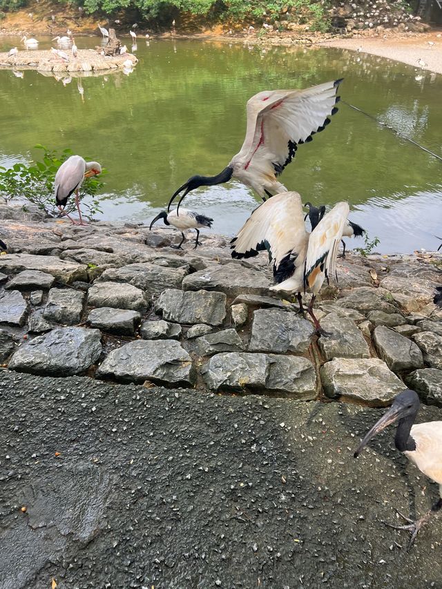 可愛的動物園，必坐小火車