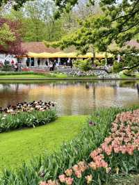 Keukenhof – A Dreamlike Stroll Through a Sea of Tulips