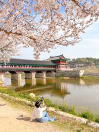 경주 월정교에서 만나는 분홍빛 벚꽃🌸