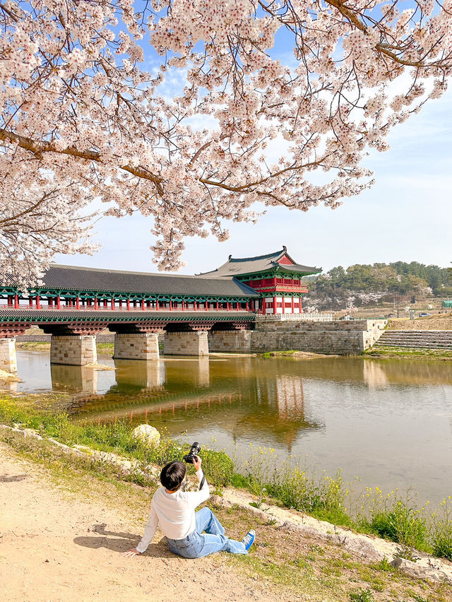 경주 월정교에서 만나는 분홍빛 벚꽃🌸