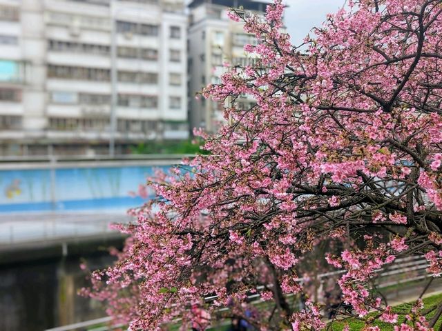 東湖康樂公園，搭捷運輕鬆賞櫻趣！