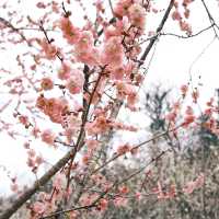 復興公園：在“櫻花盛開的日子裡，心情也跟著綻放” 🌸😊