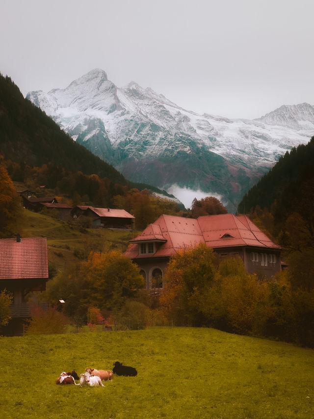 Discover Alpine Beauty at Schynige Platte: A Hidden Gem of Switzerland
