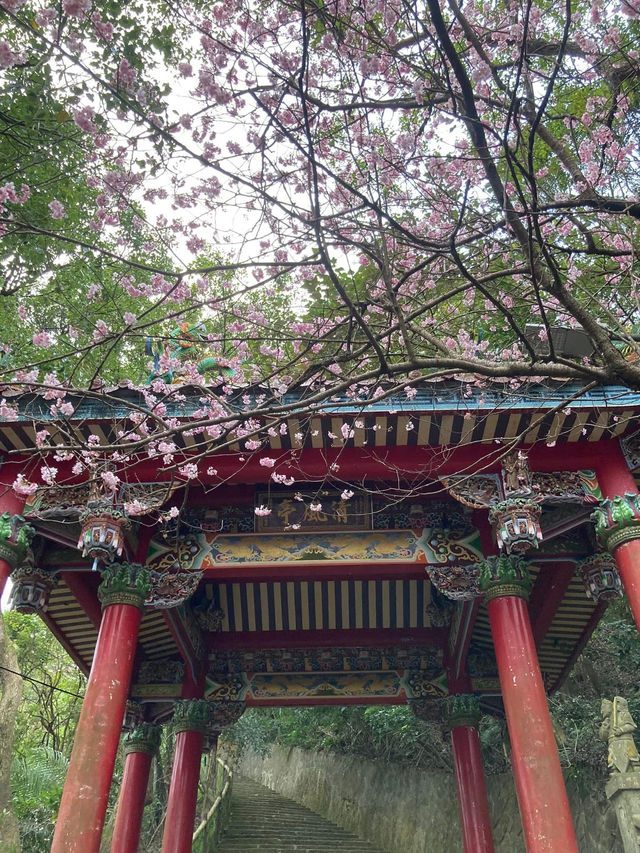 碧山巖櫻花步道賞櫻美景