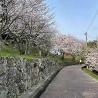 ～中村公園～櫻花下的浪漫～