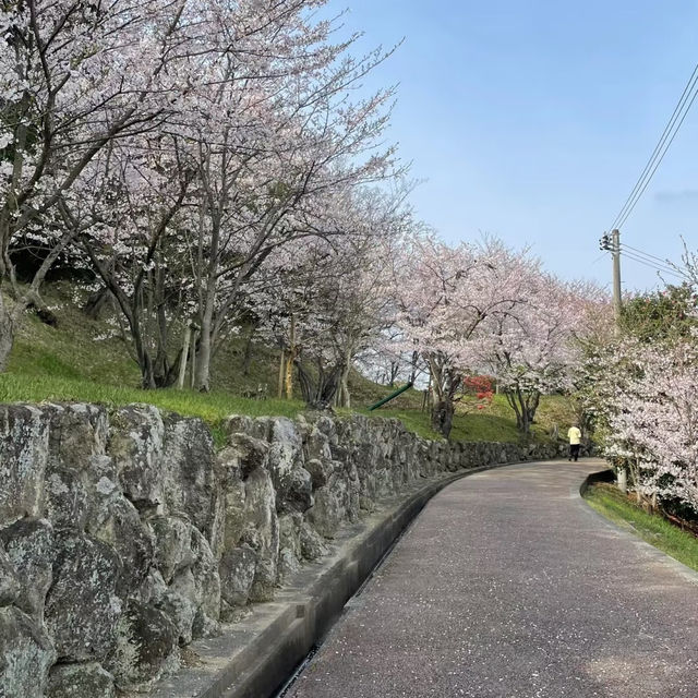 ～中村公園～櫻花下的浪漫～