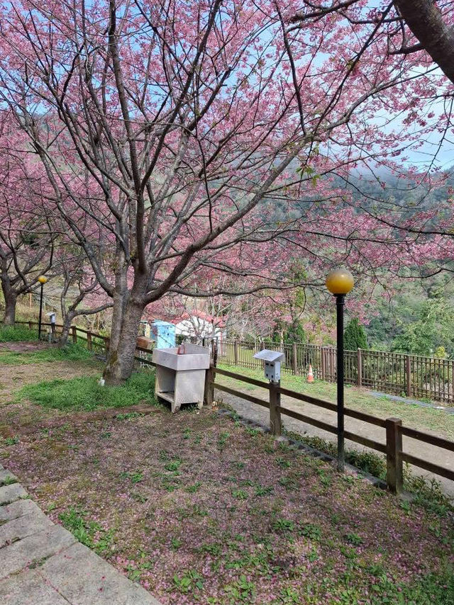 觀雲休閒農莊賞櫻美景