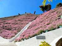 Cameron Highlands: A Cool Retreat Amidst Lush Greenery