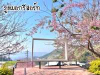 ซากุระบาน @ภูหมอกรีสอร์ท