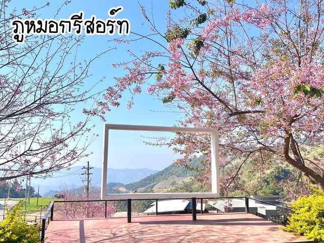 ซากุระบาน @ภูหมอกรีสอร์ท