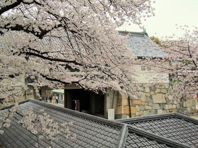 名古屋天守閣賞櫻美景