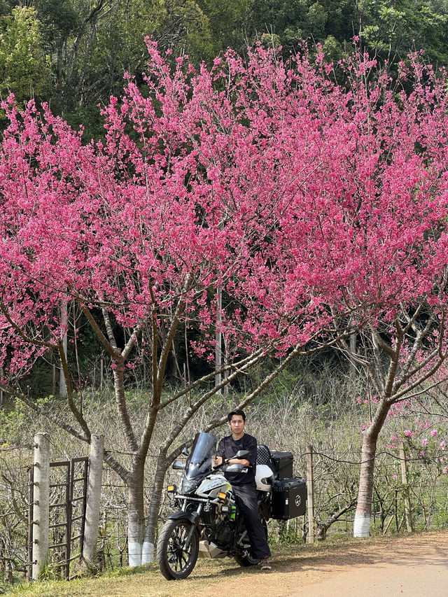 ดอยอ่างขาง อ.ฝาง จ.เชียงใหม่🌸🌸🤍