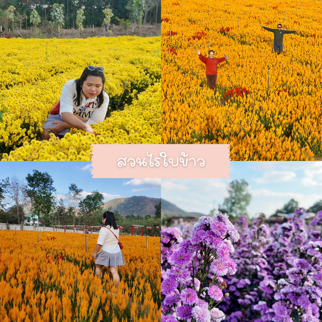 🇹🇭เมืองเลย-เชียงคาน 4วัน 3คืน ที่เที่ยวจัดเต็ม