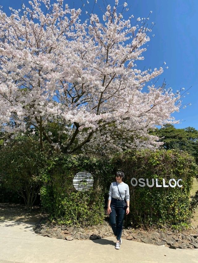 濟州島 O’sulloc