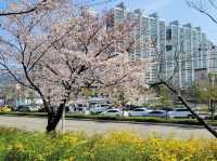 🌸 **釜山洛東堤防櫻花路遊覽觀賞分享** 🌸