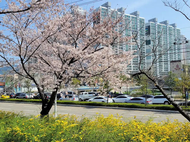 🌸 **釜山洛東堤防櫻花路遊覽觀賞分享** 🌸