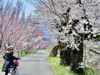日本阿爾卑斯山麓單車之旅～大王山葵農場