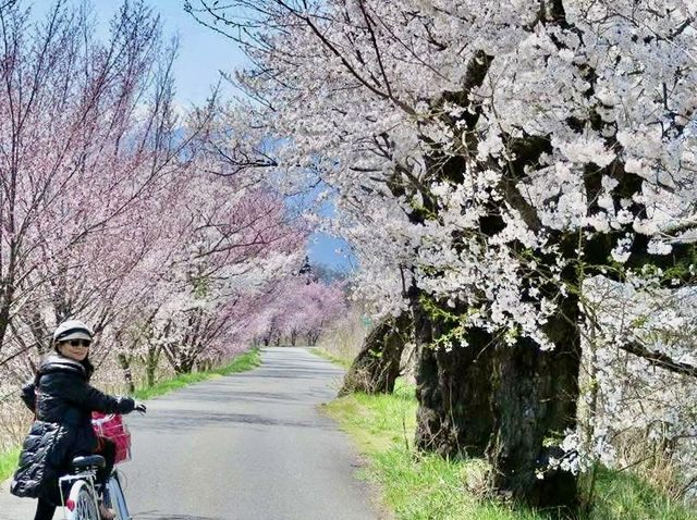 日本阿爾卑斯山麓單車之旅～大王山葵農場