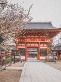 Chasing Sakura in Kyoto II