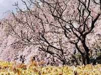 Chasing Sakura at Myoshinji Garden