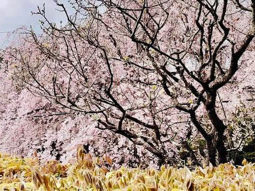 Chasing Sakura at Myoshinji Garden