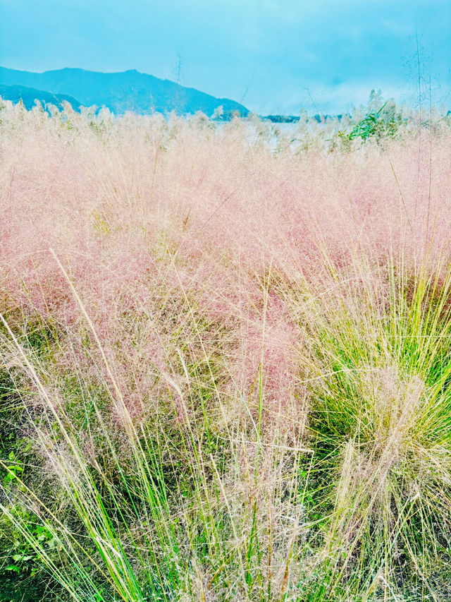 【日本山梨】河口湖大石公園：四季分明的自然美景