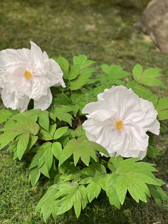 Spring in Full Bloom at Yuushien