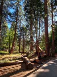 Yosemite: A Year-Round Wonderland, Day and Night!