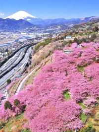 Chasing Sakura in Japan 🌸