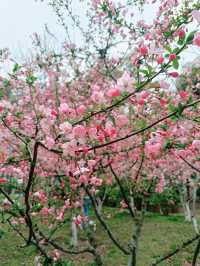 武漢賞櫻之旅：堤角公園賞櫻