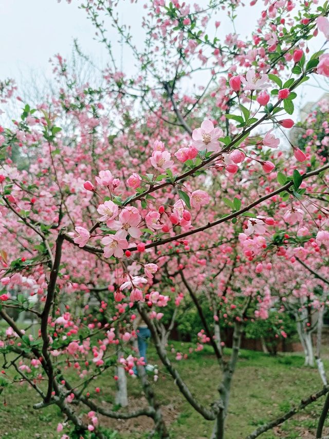 武漢賞櫻之旅：堤角公園賞櫻