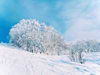 【極上パウダー】コスパ最強！カムイスキーリンクスで大満足❄️