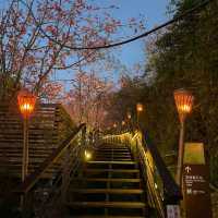 阿里山櫻之道