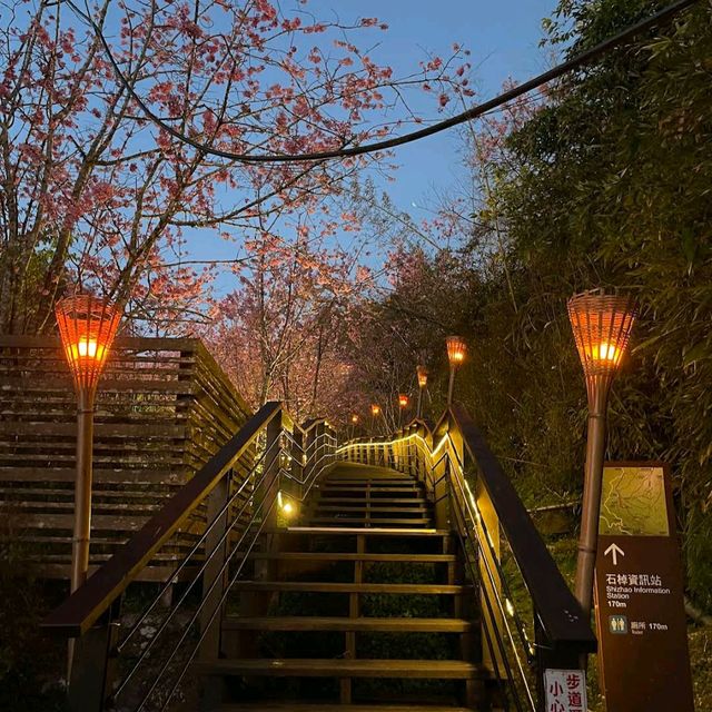 阿里山櫻之道