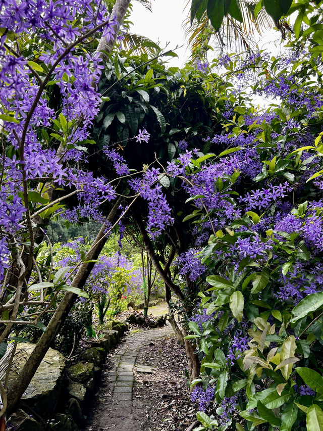 夢幻紫色花海 南投賞花秘境