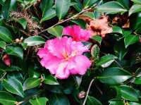 都会に息づく、緑と花のオアシス🌷🌺🌼🌸