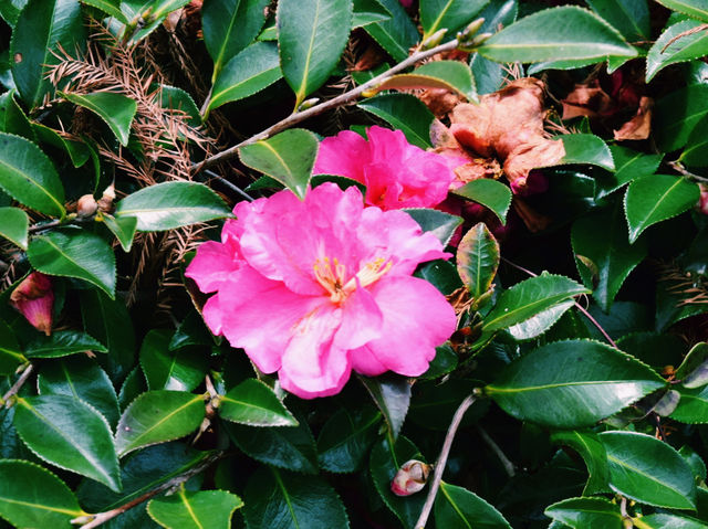 都会に息づく、緑と花のオアシス🌷🌺🌼🌸