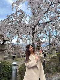 京都櫻花 3月31日實況