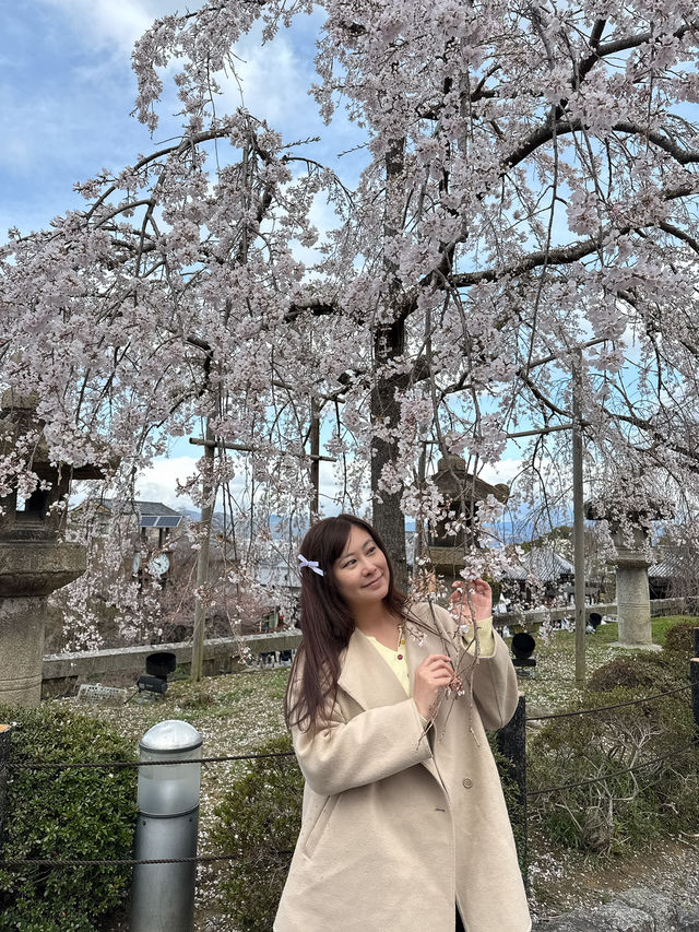 京都櫻花 3月31日實況