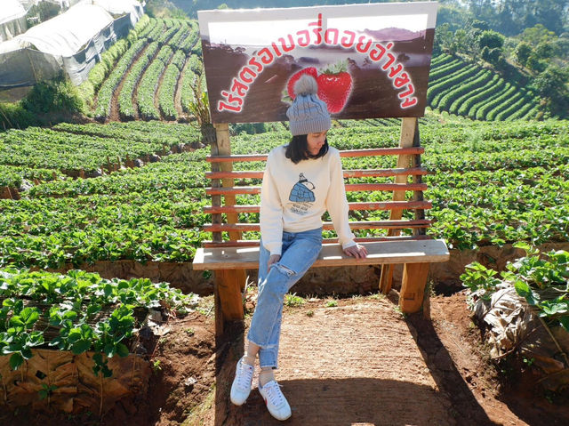ไร่สตรอว์เบอร์รีบ้านนอแล 🍓🌱