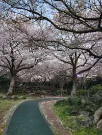 벚꽃과 노을 사이, 제주 신산공원에서 잠시 멈춘 시간🌸🌅