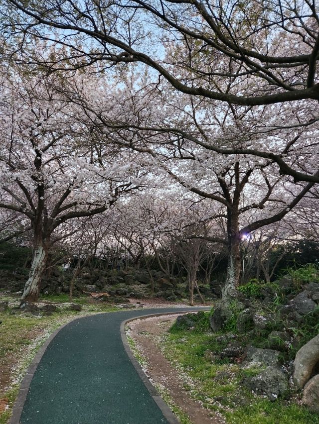 벚꽃과 노을 사이, 제주 신산공원에서 잠시 멈춘 시간🌸🌅