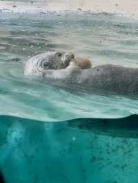 三重｜集合動物明星們 全日本最萌的鳥羽水族館