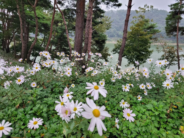 옥정호