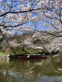 Full Bloom at Hikone Castle! 🌸