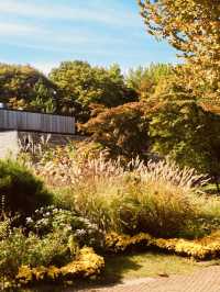 Finding Spring's Quiet Corners: Relaxation in Maeheon's Natural Haven 