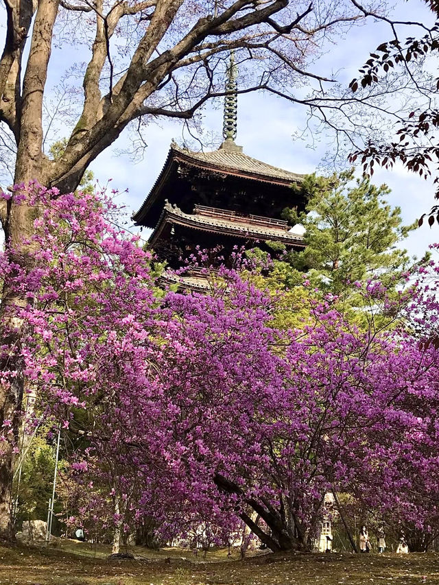 The Stunning Cherry Blossoms of Ninna-ji Temple