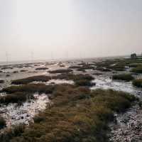 Chasing the Winds: An Epic Adventure at Gaomei Wetlands