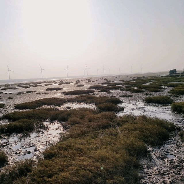 Chasing the Winds: An Epic Adventure at Gaomei Wetlands